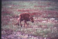 000612 C06 Injured Baby Bison