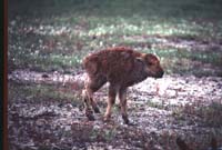 000612 C17 Injured Baby Bison