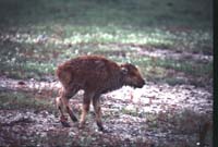 000612 C19 Injured Baby Bison