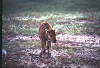 000612 C22 Injured Baby Bison