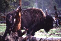 000612 C25 Injured Baby Bison