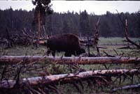 000612 C27 Injured Baby Bison