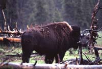 000612 C28 Injured Baby Bison