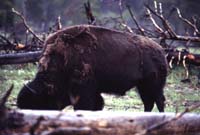 000612 C29 Injured Baby Bison