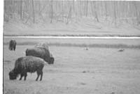 000612 E01 Madison Area Bison