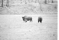 000612 E05 Madison Area Bison