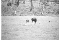000612 E10 Madison Area Bison