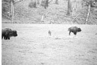 000612 E11 Madison Area Bison