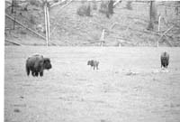 000612 E12 Madison Area Bison