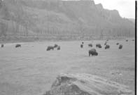 000612 F02 Madison Area Bison