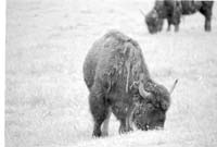 000612 F09 Madison Area Bison