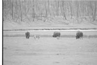 000612 F11 Madison Area Bison