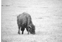 000612 F12 Madison Area Bison