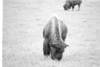 000612 F13 Madison Area Bison