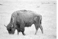 000612 F14 Madison Area Bison