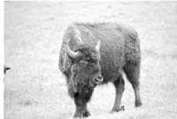 000612 F16 Madison Area Bison