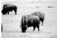 000612 G02 Madison Area Bison