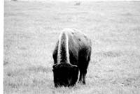 000612 G03 Madison Area Bison