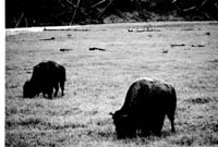 000612 G05 Madison Area Bison