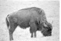 000612 G08 Madison Area Bison