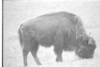 000612 G09 Madison Area Bison