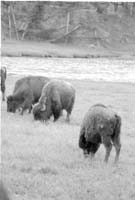 000612 G16 Madison Area Bison