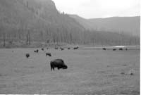 000612 G19 Madison Area Bison