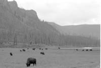 000612 G26 Madison Area Bison