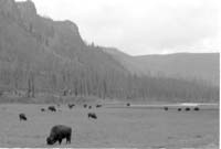 000612 G27 Madison Area Bison