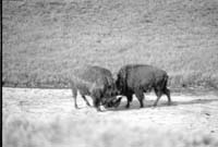 000612 G33 Madison Area Bison