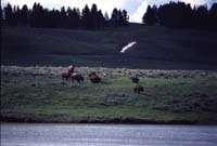 000613 H10 Bison Crossing River