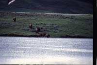 000613 H12 Bison Crossing River