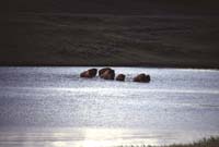 000613 H13 Bison Crossing River