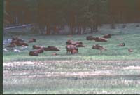 000616 K31 Midway Geyser Basin