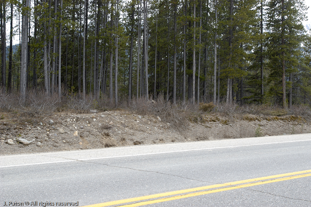 Bear at the entrance to the Icefield Parkway   Banff National Park, Albert, Canada