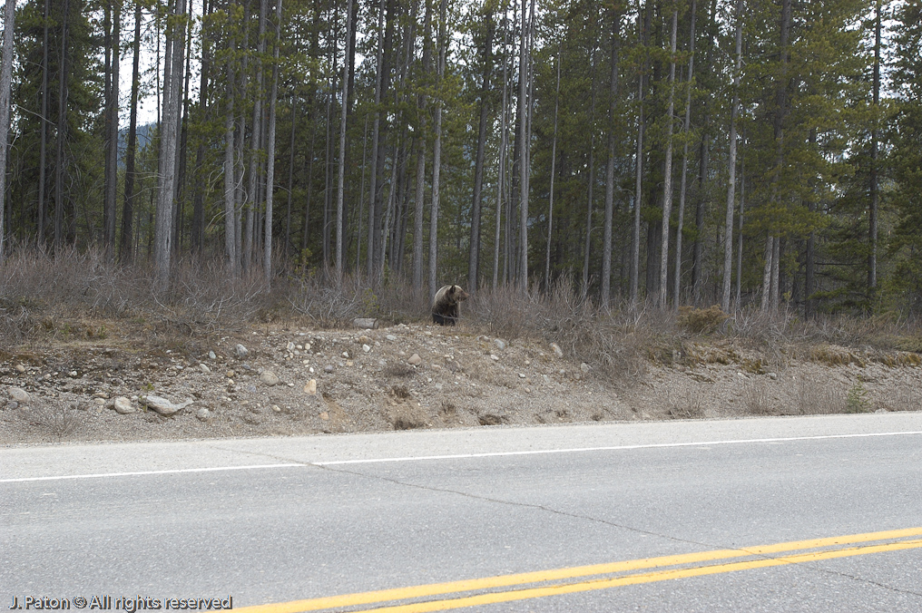 Bear at the entrance to the Icefield Parkway   Banff National Park, Albert, Canada