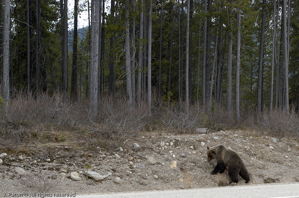 Bear at the entrance to the Icefield Parkway   Banff National Park, Albert, Canada