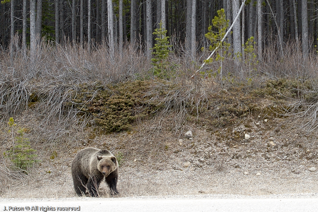 Bear at the entrance to the Icefield Parkway   Banff National Park, Albert, Canada