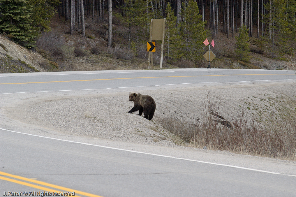 Bear at the entrance to the Icefield Parkway   Banff National Park, Albert, Canada