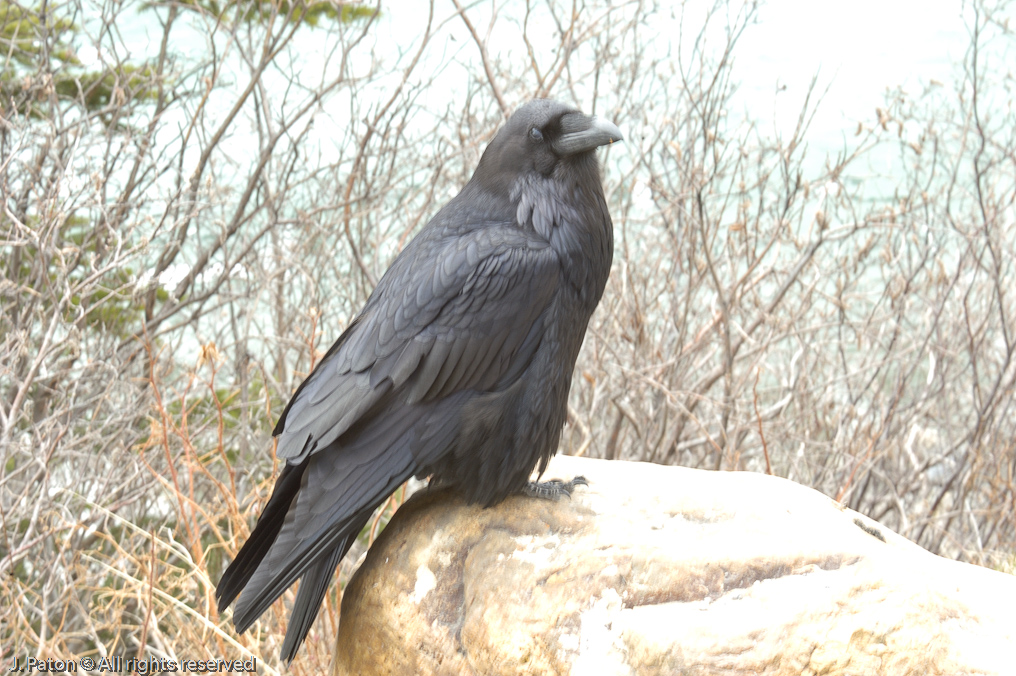    Icefield Parkway, Banff National Park, Alberta Canada