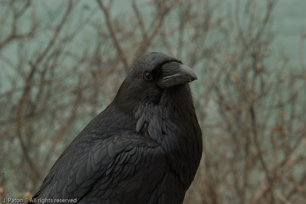    Icefield Parkway, Banff National Park, Alberta Canada