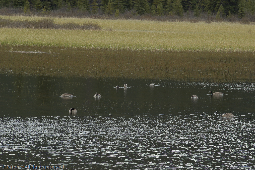    Icefield Parkway, Banff National Park, Alberta Canada