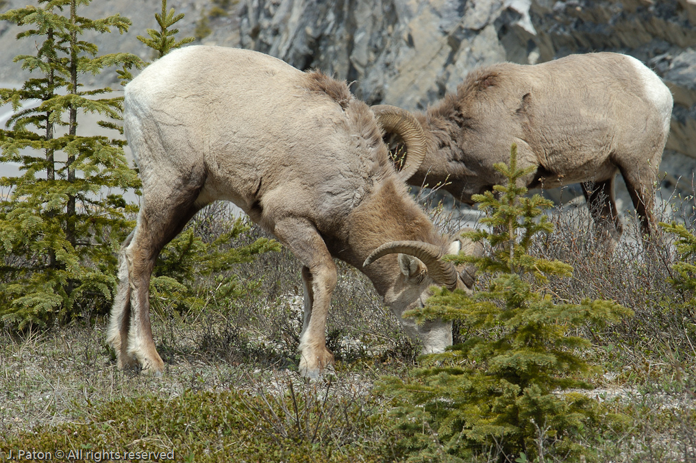 Bighorn Sheep   Icefield Parkway, Jasper National Park, Alberta, Canada
