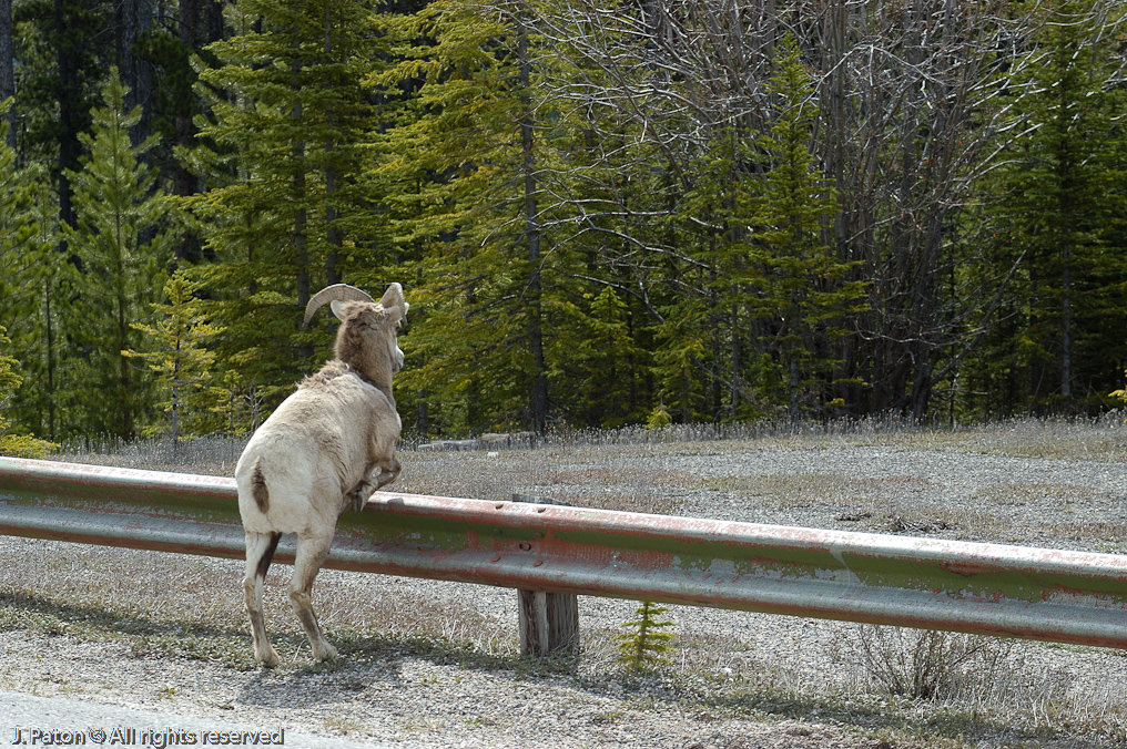 Bighorn Sheep   Icefield Parkway, Jasper National Park, Alberta, Canada