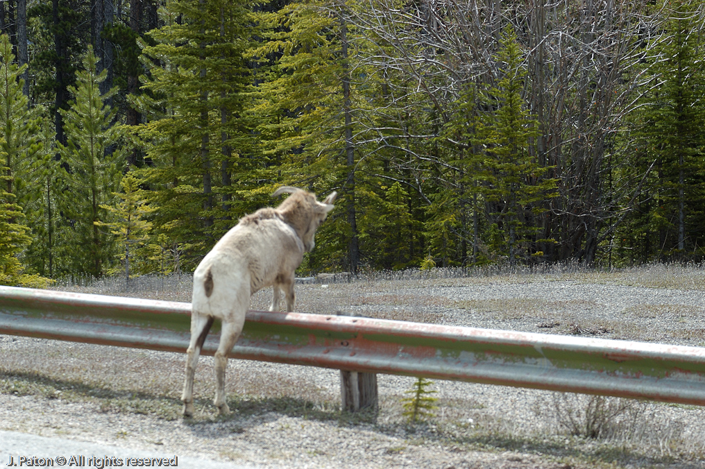 Bighorn Sheep   Icefield Parkway, Jasper National Park, Alberta, Canada