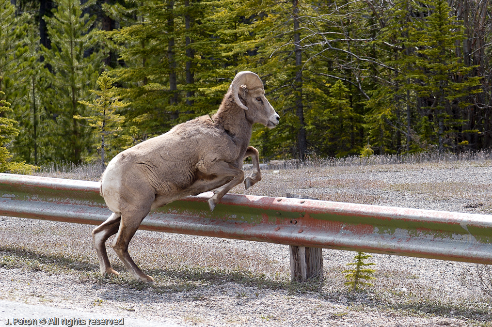 Bighorn Sheep   Icefield Parkway, Jasper National Park, Alberta, Canada