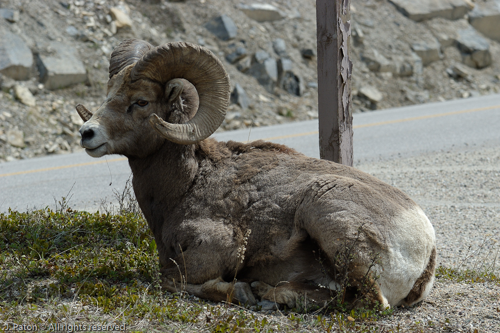 Bighorn Sheep   Icefield Parkway, Jasper National Park, Alberta, Canada