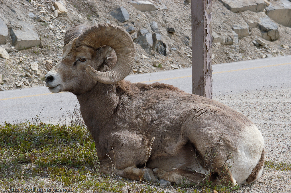 Bighorn Sheep   Icefield Parkway, Jasper National Park, Alberta, Canada