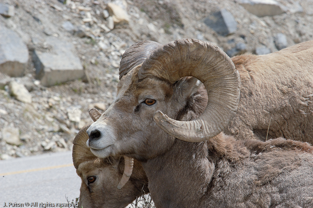 Bighorn Sheep   Icefield Parkway, Jasper National Park, Alberta, Canada