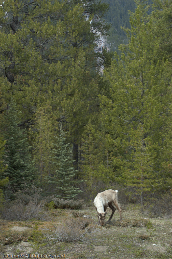    Icefield Parkway, Jasper National Park, Alberta, Canada